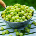 Sweet Gooseberry Plant Live, Gooseberry Bush Live Plant 5 to 9 Inch Tall, Gooseberry Fruit Tree