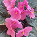 Pink African Violet Plant Live, 4 Inch Pot, Indoor Flowering Plant