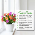 Set 2 Mix Easter Cactus Plants Live, Assorted Holiday Easter Cactus Live Plants, 2 Inc Pot, 3-5 Inc Tall, Vibrant Bloom Color Succulent Houseplant