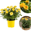 Mini Rose Bush Live Plant in 3.5'' Pot, Miniature Rose Plant Live, 3-5'' Tall, Mini Rose Plant, Live Flower Plant for Office and Home Decoration (Yellow)
