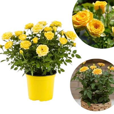 Mini Rose Bush Live Plant in 3.5'' Pot, Miniature Rose Plant Live, 3-5'' Tall, Mini Rose Plant, Live Flower Plant for Office and Home Decoration (Yellow)