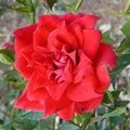 Ornamental Rose Live Plant, Everblooming Roses Flowers, in Pot, Indoor Outdoor Home Garden (Red Miniature Rose)
