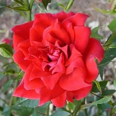 Ornamental Rose Live Plant, Everblooming Roses Flowers, in Pot, Indoor Outdoor Home Garden (Red Miniature Rose)