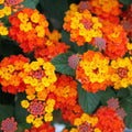 2 Orange Lantana Plants Live Trees, Ready to Bloom, Hardy Long Blooming Seasons, Vibrant Colorful Perennial Fragrant, 5-10" in Tall, Full Sun Growing