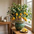 3 Meyer Lemon Trees Live Plants in 4'' Pot, Fragrant Citrus Tree, Hardy and High-Yielding Meyer Lemon Plant for Indoor Outdoor Growing, Ready to Grow, 2-3 Inch Tall
