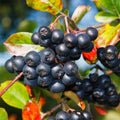 Chokeberry Plants Live, 6-12 Inch Tall, Black Berries Shrubs, Perennial Hardy Chokeberry Fruit Plants, Leafless in Winter