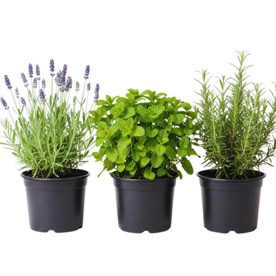 3 Assorted Herbs Plants, Cuban Oregano, Holy Basil, Rosemary, Mint Plant, Other Herbs Live Plant for Gardening, 3 to 5 Inc Tall, No Pot