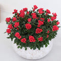 Mini Rose Bush Live Plant in 3.5'' Pot, Miniature Rose Plant Live, 3-5'' Tall, Mini Rose Plant, Live Flower Plant for Office and Home Decoration (Red)