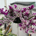 Tradescantia Plant Live 4'' Pot, Variegated Wandering Jew, Tradescantia Hanging Vine, Indoor Houseplant for Planting (Pink Wandering Jew)