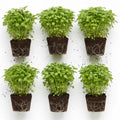 Set 6 Greek Basil Plants, 4 to 7 Inch Tall Herb Starter Plant, Without Pot, Live Basil Plant for Patio and Garden, Culinary Herbs Fragrant Leaves