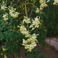Moringa Tree Plant, 5 to 7 Inc, Moringa Oleifera Plant for Garden, 4 Inc Pot, Growing Outdoor Well Rooted