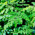 2 Moringa Trees Plants Live for Planting, Oleifera Moringa Live Tree, Well Rooted, No Pot, Drumstick Horseradish Tree, 6 to 10 Inches