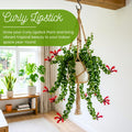 Red Curly Lipstick Plant Live, Curly Lipstick Plant, 3 Inc Pot, 3-5 Inc Tall, Hanging Trailing Houseplant,Vibrant Blooms, Ideal for Indoor Outdoor Growing