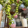 Hoya Hindu Rope Plant Live, Hoya Plant Live Houseplants 3 Inches Potted