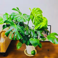 Monstera Live Plant, Swiss Cheese Plant Live for Indoor Outdoor Use, Garden and Landscaping 5-7 Inc Tall, 4 Inch Pot