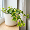 Gold Ivy Live Plant, Ivy Plant Live, 4 Inc Pot, 4-7 Inc Tall, Easy Care Trailing Indoor Houseplant for Hanging Baskets, Container Gardens