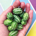 2 Cucamelon Plants Live, 4 Inches Pot, Live Cucamelon Plants from 3 to 5 Inches Long, Cucamelon Starter Plants, Cucamelon Live Plants for Garden, High Yield