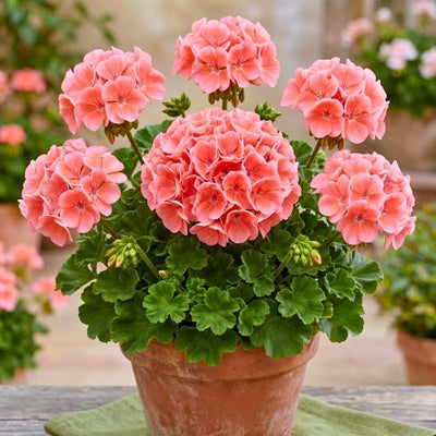 Salmon Geranium Live Plant in 4 Inch Pot, 4-6 Inch Tall Flowering Geranium Plant - Colorful Garden, Patio, and Container Flower Plant