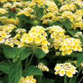 2 Lemon Yellow Lantana Plants Live Trees, Ready to Bloom, Hardy Long Blooming Seasons, Vibrant Colorful Perennial Fragrant, 5-10" in Tall, Full Sun Growing
