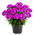 Pack 2 Purple Pink Dianthus Live Plant, Pink Carnation Flower in Pot, Perennial Plant for Garden and Container Growing, 5-8" in Tall