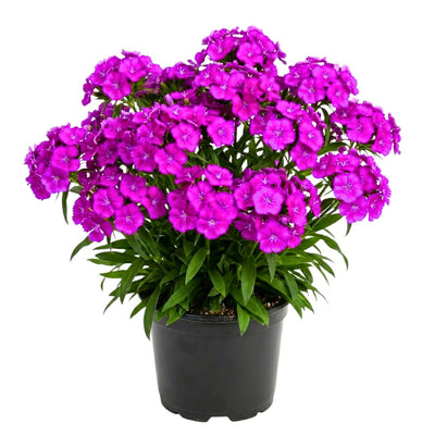 Pack 2 Purple Pink Dianthus Live Plant, Pink Carnation Flower in Pot, Perennial Plant for Garden and Container Growing, 5-8" in Tall