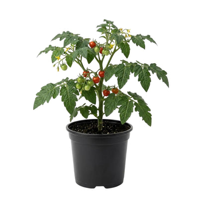 Tomato Plant Live 4 Inch Pot, Small Fruit Tomato Plant for Raised Beds, Patio Containers or Outdoor Growing, 4-6 Inches (Cherry Tomato)
