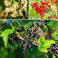 3 Mix Currant Bush Live Plants, Currant Plants Live to Grow 5 to 8 Inch Height, Sweet Currant Berry Fruit Starter Plant