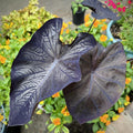 2 Black Colocasia Live Plants, Alocasia Elephant Ear Live Plant for Growing, 4-6" Tall, Cold Hardy, Indoor Outdoor Planting