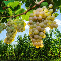 Golden Yellow Grape Vine Live Plant 1-2 Year Old, Sweet Grape Plant Live for Growing, Grape Fruit Well Rooted Plant