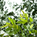 Eucalyptus Plant Live in 2.5" Pot, Parvifolia Eucalyptus Tree Live, Vibrant Blue-Green Small Leaf, Fragrant, Starter Plants, Cold Hardy, Dormant in Winter