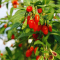 Red Goji Berry Tree Live Plant, Cold Hardy Fruit Plant, 2-3 Ft Tall