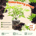 Elderberry Bush Live Plant Tree, 6-12 Inches in Tall Elderberry Shrub Cold Hardy, Sweet American Elderberries Well-Rooted