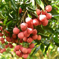 Lychee Fruit Tree, Lychee Tree Live Plant, 4 Inc Pot