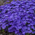 Blue Phlox Live Plant, Creeping Phlox Perennial, Blue-Purple Lavender Creeping Phlox, 1 to 3 Inc Starter Plant and Well Rooted
