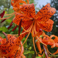 10 Tiger Lilies Bulbs for Planting, Turks Cap Lily Bulbs for Planting Outdoors, Annual Flower Bulb Garden