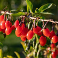 Red Goji Live Plant, Berry Fruit Plant, 2-3 Ft Tall