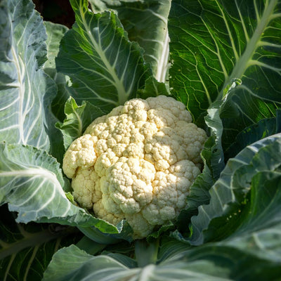 Cauliflower Plant in 4" Pot, Vegetable Cauliflower Live Plant Potted for Planting (White Cauliflower)