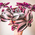 Tradescantia Nanouk Plant, Pink Wandering Jew Live Plant, Inch Plant Live for Planting, 4 Inc Pot, Wandering Jew Plant Live