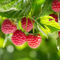 Raspberry Plant Live for Planting 6 to 12 Inch Height, Raspberry Bush Live Plant to Grow, Sweet Raspberries Seedling (Heritage Raspberry)