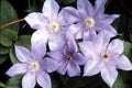 Clematis Vine Plant Live for Planting, Clematis Plants Live, 4 to 6 Inch Tall, 2.5 Inc Pot Well Rooted, Clematis Seeds Perennial, Lavender Purple