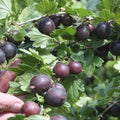 Black Velvet Gooseberry Plant Live for Planting, Black Gooseberry Bush Live Plant 5 to 9 Inch Height, Gooseberry Fruit Tree