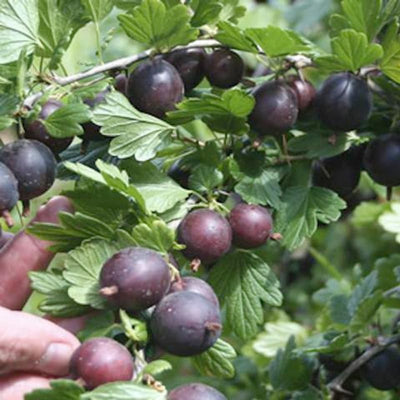 Black Velvet Gooseberry Plant Live for Planting, Black Gooseberry Bush Live Plant 5 to 9 Inch Height, Gooseberry Fruit Tree