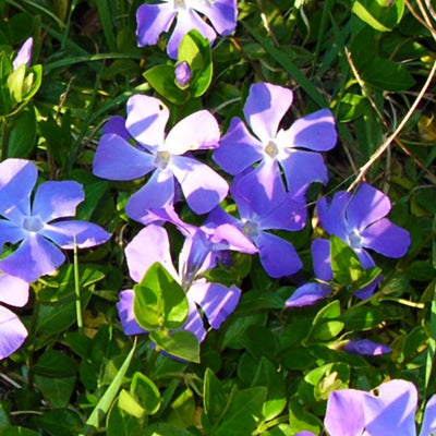 Vinca Minor Plant in 4 Inches Pot, Ground Cover Plant Live for Garden Growing, Periwinkle Plants Live