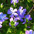 4 Live Vinca Minor Plants Live in 4 Inc Pot, Live Ground Cover Plants for Garden Growing