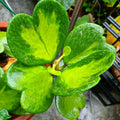 Hoya Kerrii Heart Plant, Variegated Hoya Plant Live Houseplants 2 Inches Potted to Plant Indoor