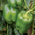 2 Sweet Bell Pepper Plants Live 100 Days Old Seedlings for Growing Outdoors, Red or Green Color