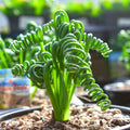 Frizzle Sizzle Albuca Spiralis Plant Live Houseplant in 2.5 Inch Pot, Ornamental Albuca Spiralis Succulent Live Plant, Curly Grass