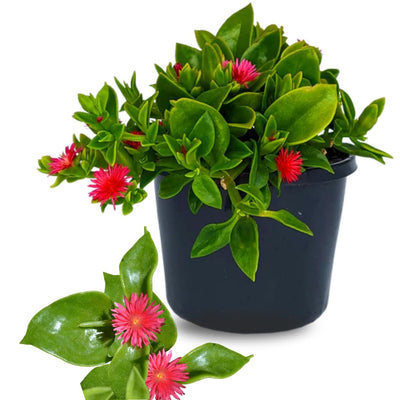 2 Red Aptenia Live Plants, Starter Red Ice Plant in 2" Pot, Baby Sun Rose Trailing Succulents, Ground Cover, Outdoor Garden