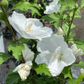 Hibiscus Rose of Sharon Plant Live, 4" Potted Althea Syriacus Flowers for Spring Planting, Hardy Shrub with Vibrant Blooms (White)