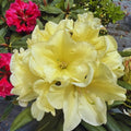 1-2 Ft Yellow Rhododendron Plants Live, Azalea Rhododendron Bush Shrubs in 1 Gallon Pot for Planting, Azalea Bush Ready Plant, Live Rhododendron Plant Azalea